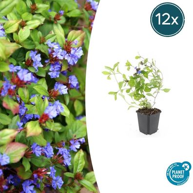 Ceratostigma plumbaginoides | 12 Stücke - Ø9cm - 10-25cm - Gartenpflanze