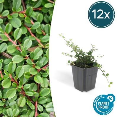 Cotoneaster prostratus 'Streib's Findling' | 12 Stücke - Ø9cm - 10-25cm - Garten