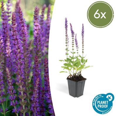 Salvia nemorosa 'Ostfriesland' | 6 Stücke - Ø9cm - 10-25cm - Gartenpflanze