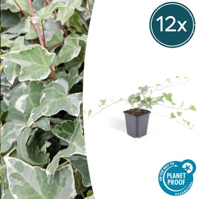 Hedera helix 'Glacier' | 12 Stücke - Ø9cm - 10-25cm - Gartenpflanze