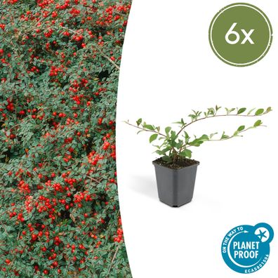 Cotoneaster dammeri | 6 Stücke - Ø9cm - 10-25cm - Gartenpflanze