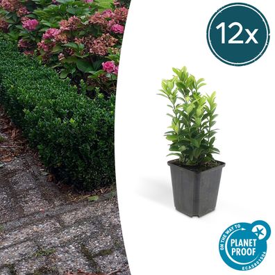 Euonymus japonicus 'Green Spire' | 12 Stücke - Ø9cm - 10-25cm - Gartenpflanze