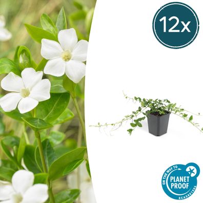 Vinca minor 'Alba' | 12 Stücke - Ø9cm - 10-25cm - Gartenpflanze - Multideal