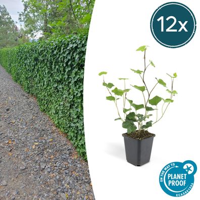 Hedera Hibernica | 12 Stücke - Ø9cm - 10-25cm - Gartenpflanze - Multideal