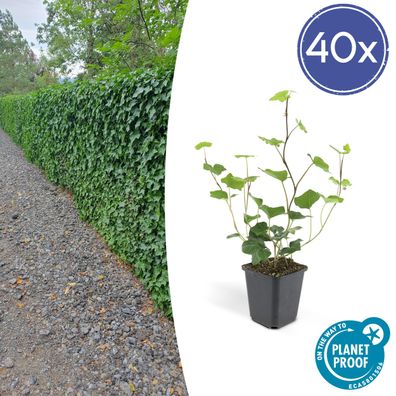 Hedera Hibernica | 40 Stücke - Ø9cm - 10-25cm - Gartenpflanze - Multideal