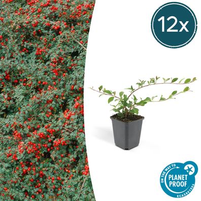 Cotoneaster dammeri - Bodendecker - 12 Stücke - Ø9cm - 15cm - Gartenpflanze - Mu