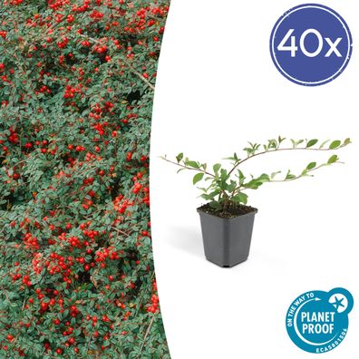 Cotoneaster dammeri - Bodendecker - 40 Stücke - Ø9cm - 10-25cm - Gartenpflanze