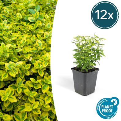 Euonymus fortunei 'Emerald 'n Gold’ | 12 Stücke - Ø9cm - 10-25cm - Gartenpflan