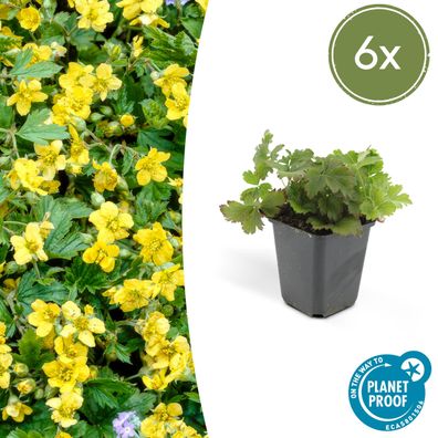 Waldsteinia ternata | 6 Stücke - Ø9cm - 10-25cm - Gartenpflanze