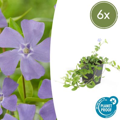 Vinca minor | 6 Stücke - Ø9cm - 10-25cm - Gartenpflanze - Multideal