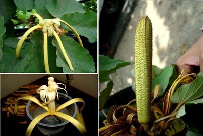 Orchideenartige Blüte & Duft ! Bananenschalen-Baum Pterospermum acerifolum / Samen
