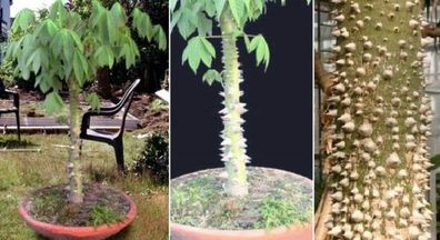 Kapok-Baum Ceiba pentandra : Der Seidenwollbaum ! Zimmerpflanze / Samen