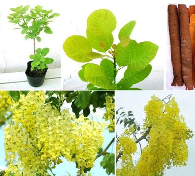 Indischer Goldregen: Unglaublich stark duftende & blühende Zimmerpflanze! Samen
