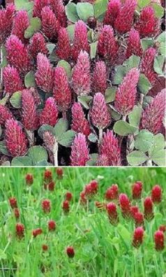 Rasenpflanze: Roter Rosen-Klee Trifolium incarnatum - lockt Schmetterlinge an - Samen