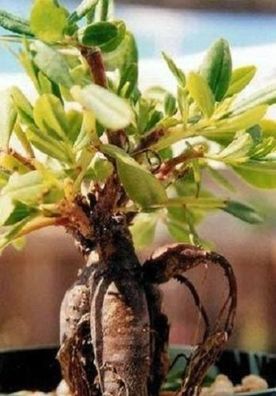 Eine tolle Bonsai-Wurzel : Gemüse gegen das Altern ! Tu Ren Shen Ginseng / Samen