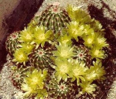 Winterharter Kaktus aus Nordamerika ! Echinocereus viridiflorus - Blüht lang - Samen