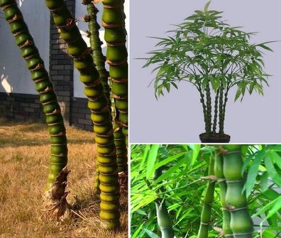 Riesenbambus : Bambusa tuldoides Ventricosa : Budda-Bauch-Bambus / bis -5° / Samen