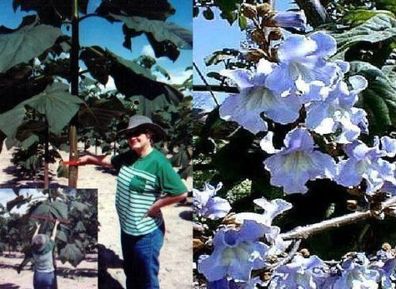 Deko : Winterharte Kaiserpalownie für den Garten / himmelblaue Glockenblüten ! Samen