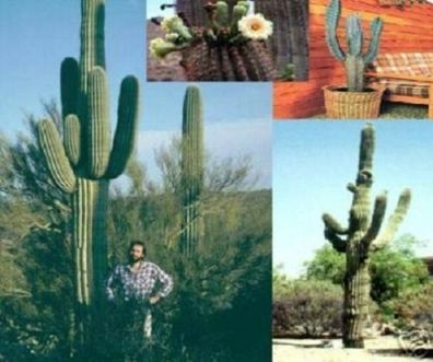 Größter Kaktus der Welt : Mexikanischer Riesenkaktus - der wird Sie überleben ! Samen