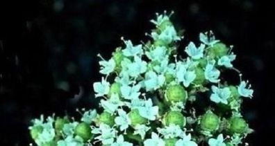 Wunderschönes Kraut ! Griechischer Oregano Oreganum heracleoticum - Saatgut -
