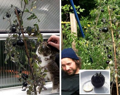Schwarze Tomate Samen / Pflanzen Tomatenpflanzen für das Gewächshaus den Wintergarten