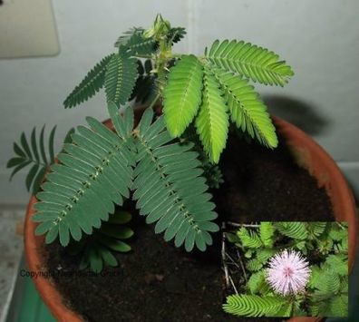 Lila blühende Zimmerpflanze : Mimose weicht zurück bei Berührung / Samen ...