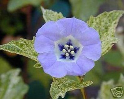 Blaue Lampionblume aus Peru - Der Duft vertreibt Motten & Mücken ! Saatgut