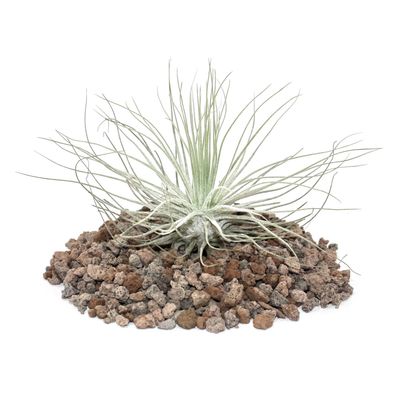 Tillandsia magnusiana - lose Pflanze