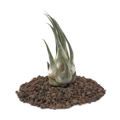 Tillandsia seleriana - lose Pflanze - klein