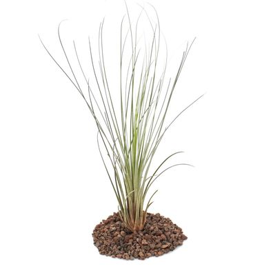 Tillandsia juncea - lose Pflanze - groß