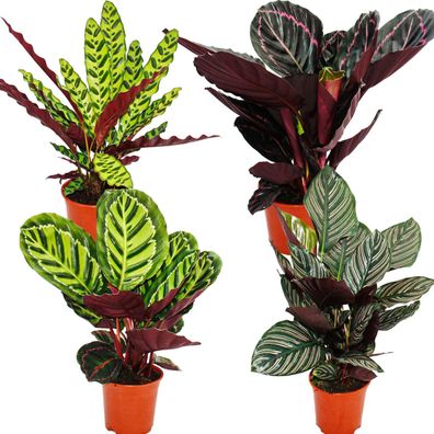 Schattenpflanzen 4er Set - ausgefallenem Blattmuster - Calathea - ca. 50cm hoch