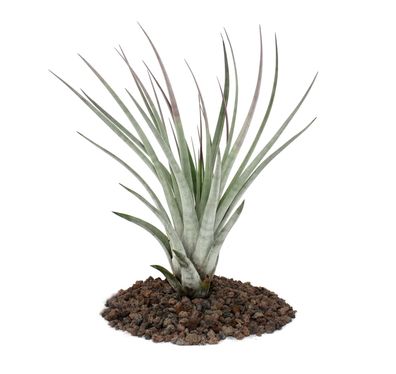 Tillandsia fasciculata - lose Pflanze - groß