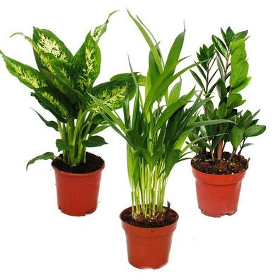 Zimmerpflanzen-Mix I 3er Set, 1x Dieffenbachia, 1x Areca-Palme (Chrysalidorpus)