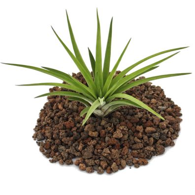 Tillandsia brachycaulos abdida - lose Pflanze gross