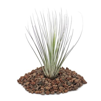 Tillandsia juncea - lose Pflanze - klein