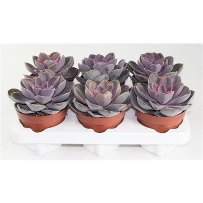 Echeveria 'Perle von Nürnberg' - Sukkulente - Dickblattgewächs - Crassulaceae