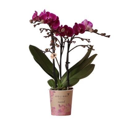 Kolibri Orchideen | Lila Phalaenopsis-Orchidee "Morelia" - Topfgröße 9cm - Blühende Z