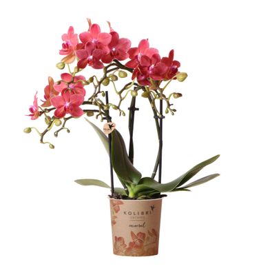 Rote Phalaenopsis-Orchidee "Kongo" - Blühende Zimmerpflanze im Topf Ø9cm - Frisch vom