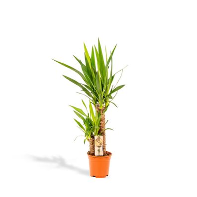 Yucca Pflanzenpflege - Robuste Palmlilie Ø17cm, Höhe 90cm - Pflegeleicht & Luftreinig