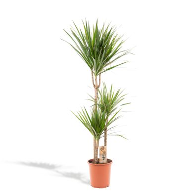 Dracaena Marginata - Pflegeleichte Zimmerpflanze - Ø21cm und 120cm hoch - Frisch aus