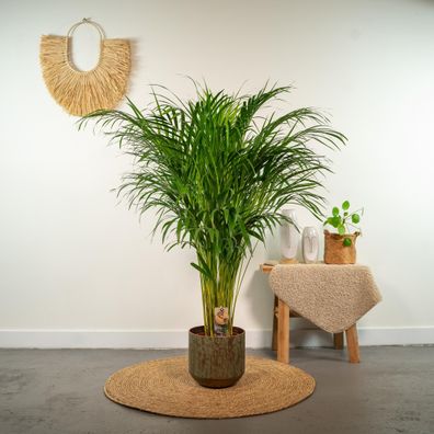 Areca-Palme - Ø21cm - ?110cm - Beliebte tropische Zimmerpflanze für gesundes Raumklim