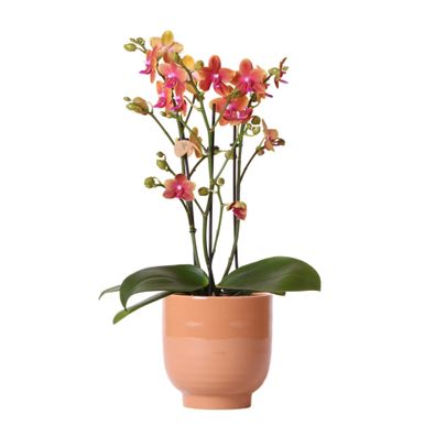 Kolibri Orchideen | Duftende orangefarbene Phalaenopsis im eleganten cognacfarbenen Z