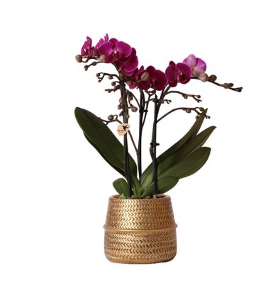 Kolibri Orchideen | Lila Phalaenopsis Orchidee im Groove Ziertopf gold - Topfgröße Ø9