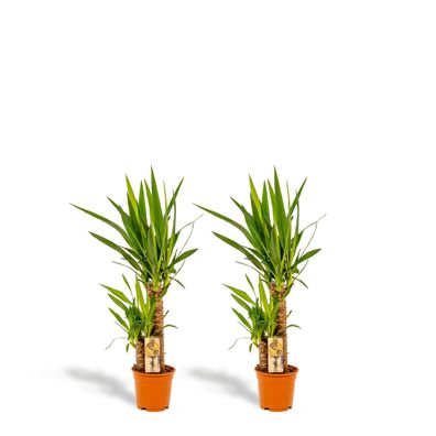 2x Pflegeleichte Yucca Pflanzen - 90cm hoch, 17cm Durchmesser - Für frische Luft & st