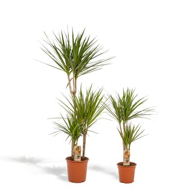 Dracaena Set - 2 Zimmerpflanzen: 120cm mit Ø21cm & 70cm mit Ø17cm für Ihr Zuhause dek