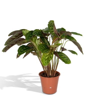 Calathea Flamestar - Pfauenpflanze - Ø19cm - Schöne Zimmerpflanze für Ihr Zuhause - ?