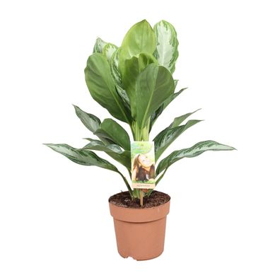 Aglaonema Silver Bay - Chinesisches Immergrün - Ø17cm - Höhe ca. 50cm für Zuhause und