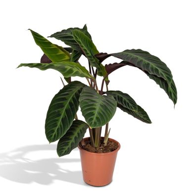 Calathea Warscewiczii - Pfauenpflanze mit großen Blättern - Ø19cm - Höhe 70cm, Pflege