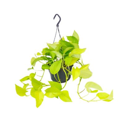 Epipremnum Golden Pothos - Scindapsus Pflanze im Topf Ø15 cm, Höhe 25 cm - Beliebte Z