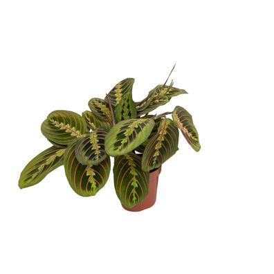 Maranta Fascinator (Pfeilwurzel) - Ø12 cm - Höhe 30 cm - Einfache Pflege & attraktive